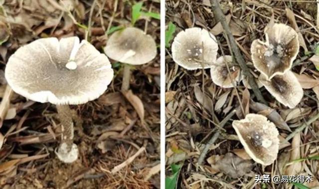 口蘑和白蘑菇的区别图片对比（口蘑和白蘑菇的区别图片高清）