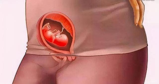 胎儿发育图片（孕12周胎儿性别发育图）