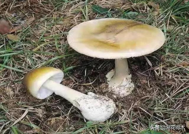 口蘑和白蘑菇的区别图片对比（口蘑和白蘑菇的区别图片高清）