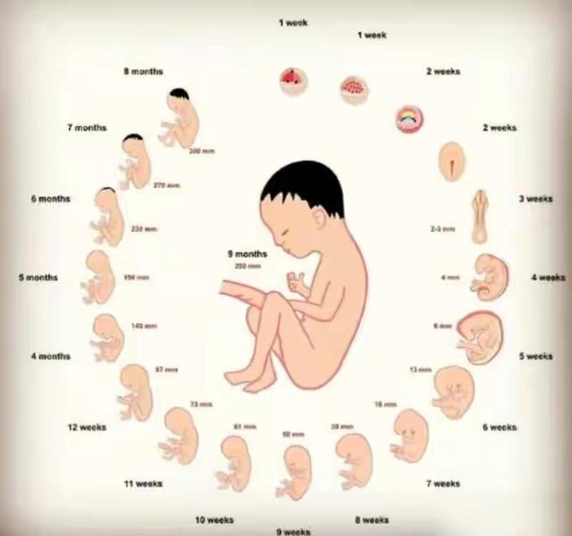 9周孕肚大小的图片（孕妇1到9月肚子变化图）"