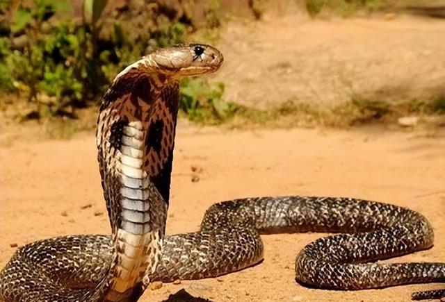 王蛇为什么不怕毒蛇咬王蛇为什么不怕毒蛇咬人