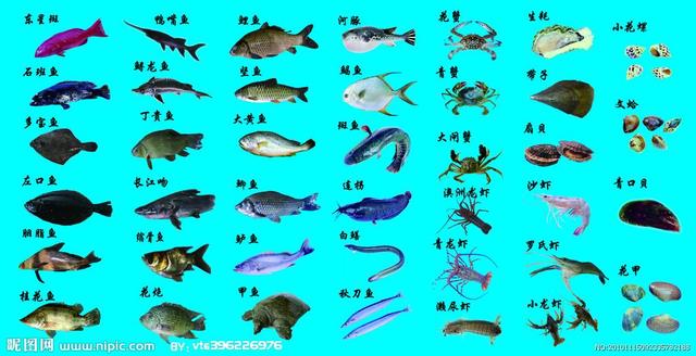 海兔和鱿鱼的区别（海鲜的种类）