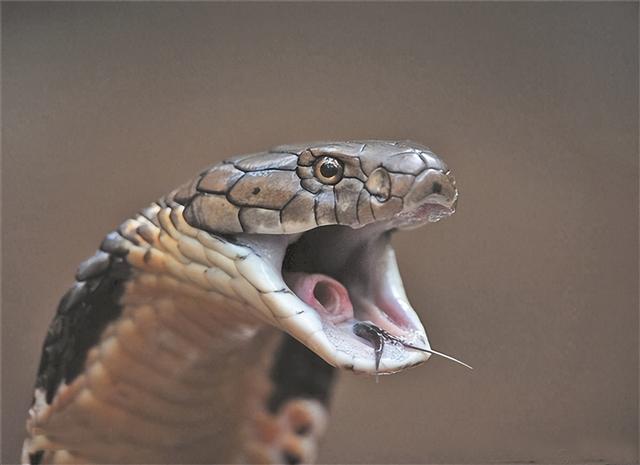 王蛇为什么不怕毒蛇咬王蛇为什么不怕毒蛇咬人