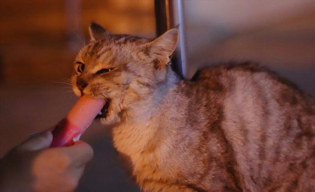 猫咪可以吃火腿肠吗（对猫咪是有害的食物）