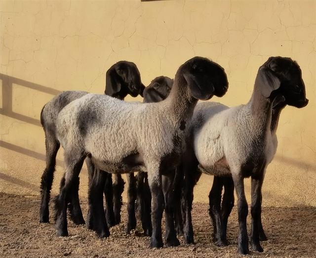 羊的种类（四种天价羊）