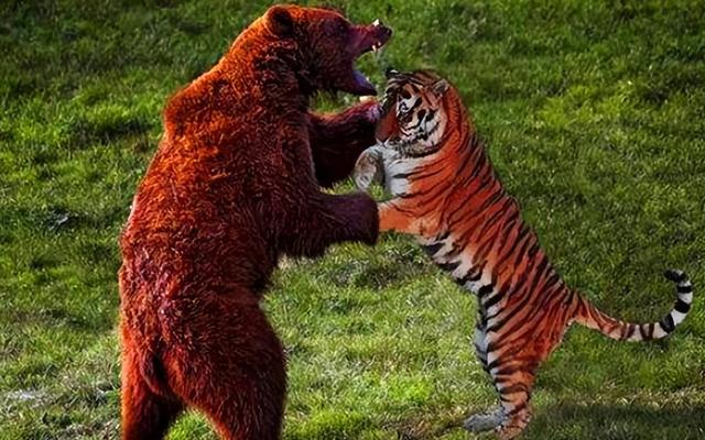 当遇到老虎时，怎么才能打过它