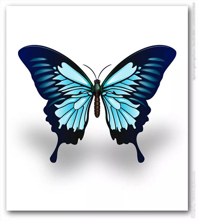 十大最美的蝴蝶图片(世界上第一漂亮的蝴蝶)