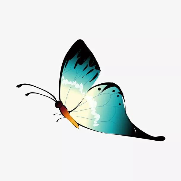 十大最美的蝴蝶图片(世界上第一漂亮的蝴蝶)