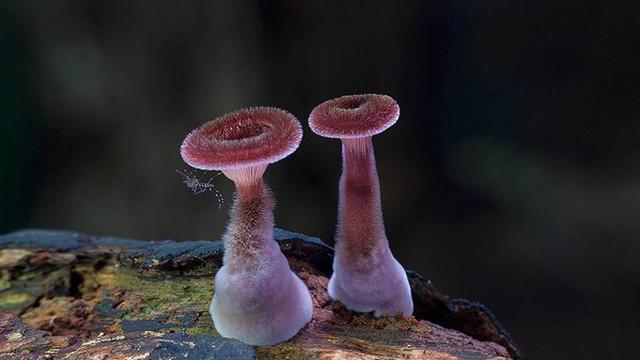奇怪的蘑菇有哪些,10种奇形怪状的蘑菇图片
