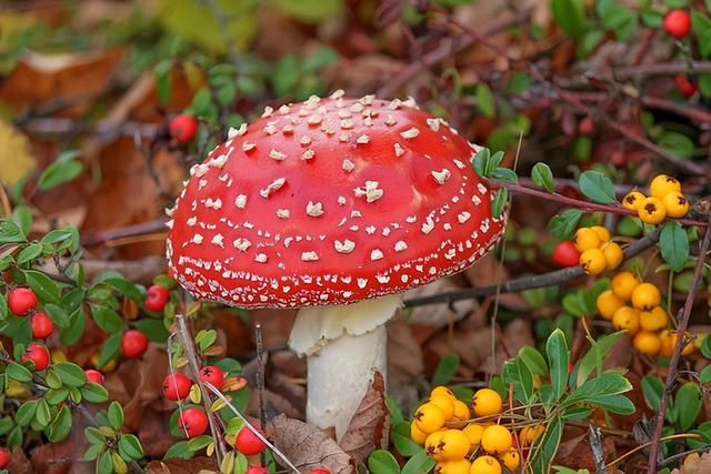 奇怪的蘑菇有哪些,10种奇形怪状的蘑菇图片
