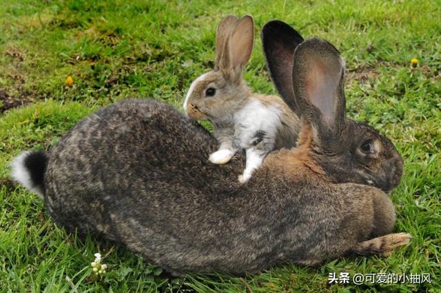 最稀有的兔子排行榜，最稀有的兔子排行榜图片